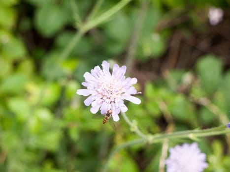 Field scabious (Knautia arvensis) Close up Isolated with Fly; Essex; UK