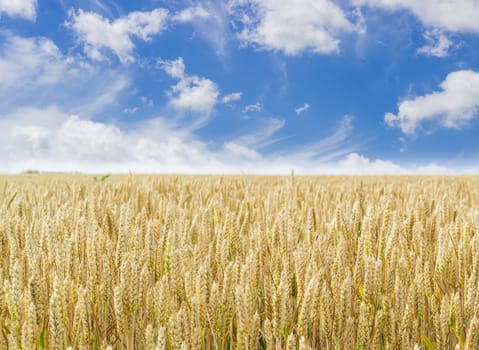 Field of the ripening wheat on the background of the sky with clouds at summer day 
