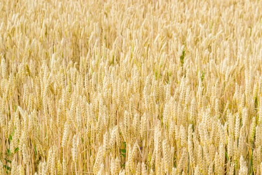 Background of a fragment of the field with ripening wheat at summer day 
