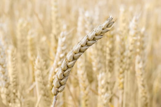 Ear of a ripe wheat closeup on the blurred background of the wheat field
