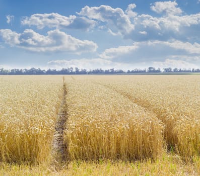 Field of the ripe wheat on the background of the sky with clouds at summer day

