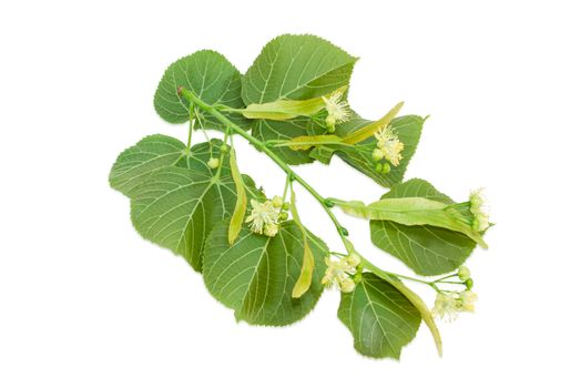 Branch of the flowering linden with leaves, flowers and buds on a light background 
