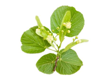 Twig of the flowering linden with leaves, flowers and buds on a light background 
