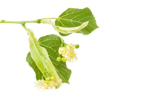 Two inflorescence of the linden on the branch with two leaves closeup on a light background 
