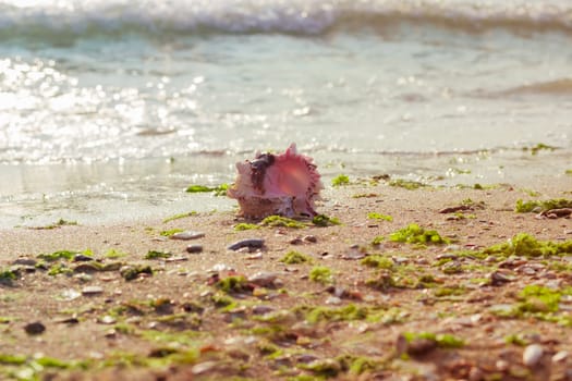 Sea shell on the sandy beach on the seashore on the background of the sea in the morning with shallow depth of field
