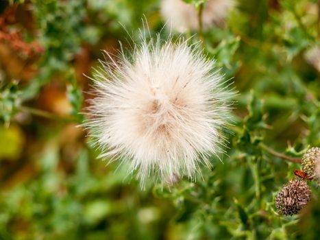 white fluffy milk thistle flower top detail; Suffolk; UK
