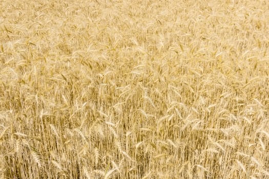 Background of a fragment of the field with ripe wheat at summer day 
