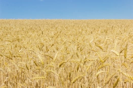 Field of the ripe wheat on the background of the clear sky at summer day
