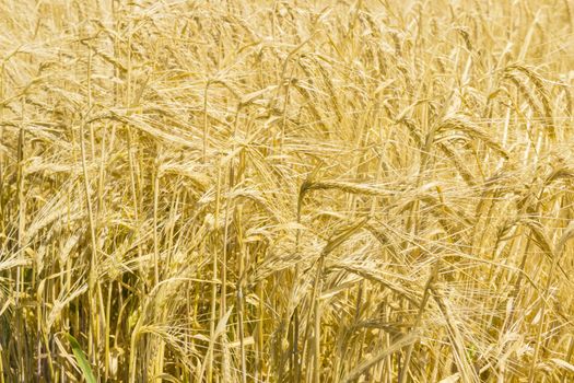 Background of a fragment of the field with ripe barley at summer day 
