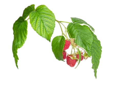 Branch of the raspberries with several ripe and immature berries and green leaves on a light background
