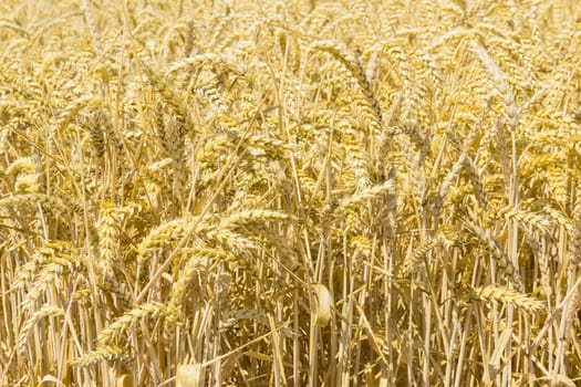 Background of a fragment of the field with ripe wheat at summer day 
