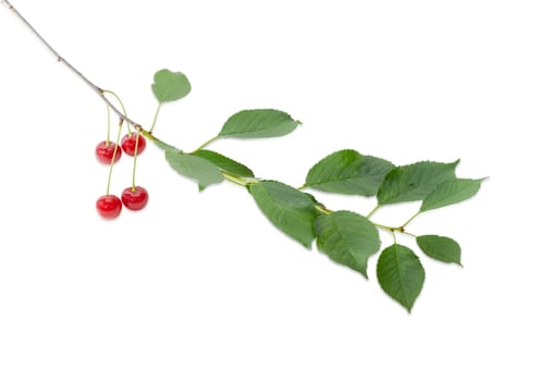 Branch of cherry with several ripe berries and green leaves on a light background
