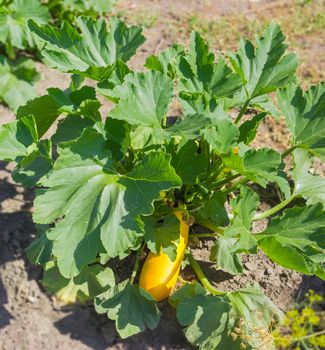 Plant of the yellow vegetable marrows with fruit, leaf and flower on a field
