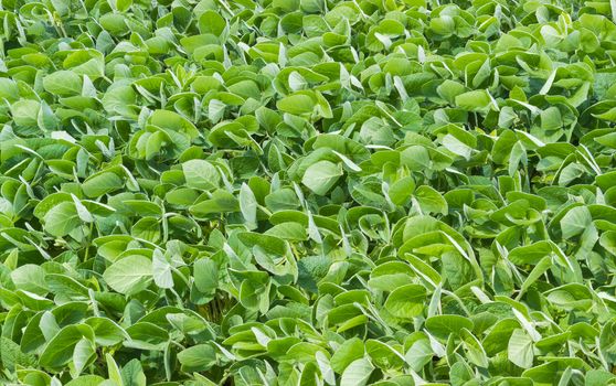 Background of a fragment of the field with green soybean leaves closeup at summer day 
