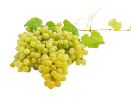 Cluster of the ripe table white grapes on the vine with leaves and tendrils on a light background
