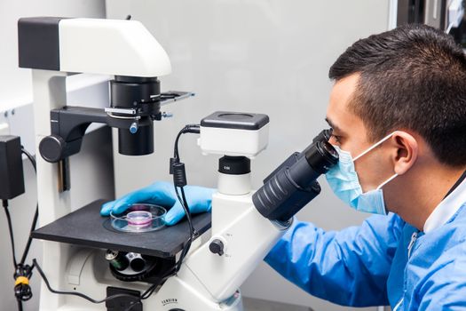 Young male scientist looking at cell culture under the microscope