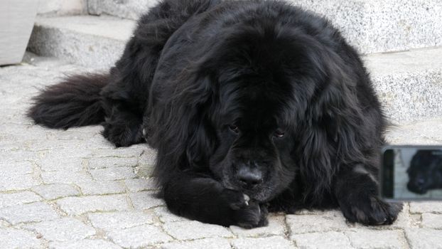 Big black dog being photographed with smartphone by hand holding it, outdoor