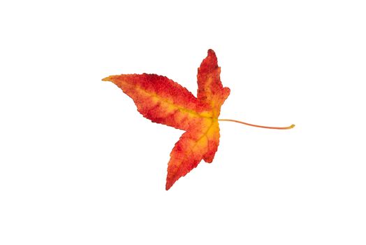 Beautifully colored single autumn leaf of a American Sweetgum Liquidambar styraciflua
