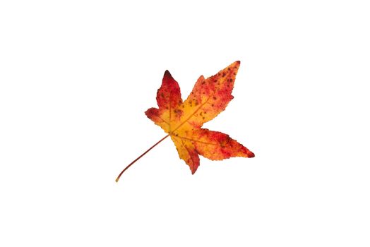 Beautifully colored single autumn leaf of a American Sweetgum Liquidambar styraciflua
