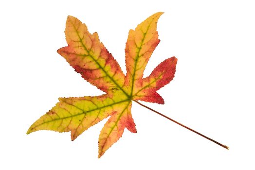 Beautifully colored single autumn leaf of a American Sweetgum Liquidambar styraciflua
