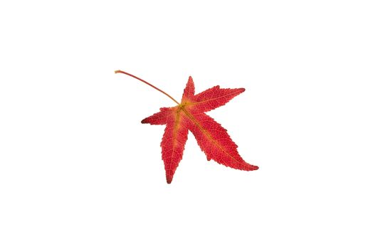 Beautifully colored single autumn leaf of a American Sweetgum Liquidambar styraciflua
