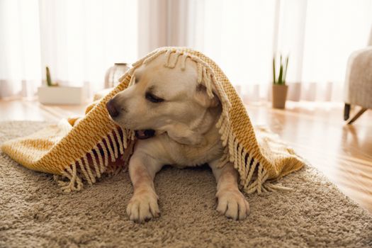 Beautiful labrador retriever covered with a blanket