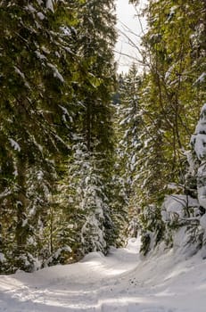 footpath in snowy spruce forest. lovely winter scenery