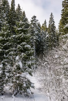 snowy spruce trees in forest. lovely nature background in winter