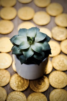 Cryptocurrency physical gold bitcoin coins and green small flower.