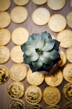 Cryptocurrency physical gold bitcoin coins and green small flower.
