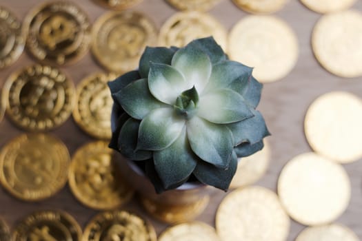 Cryptocurrency physical gold bitcoin coins and green small flower.