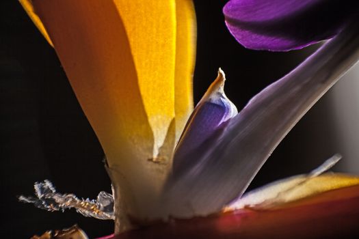 Macro image of the flower of Strelitzia reginae