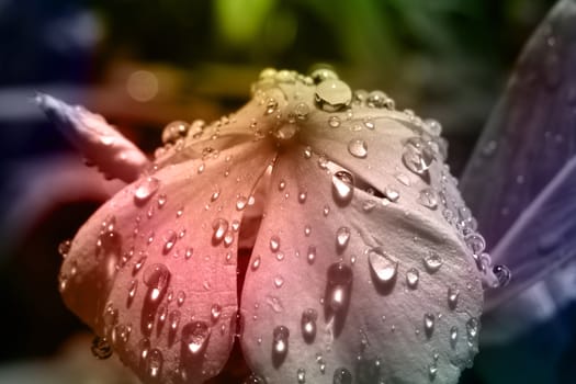 A beautiful tropical flower with fresh raindrops on its delicate petals