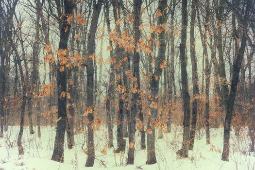 beautiful autumn leaves in the woods in winter. Art