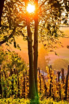 Sunset in vineyard through tree vertical view, Prigorje region of Croatia