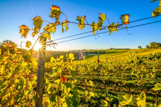 View of Tuscany vineyard in nice sunlight in Autumn