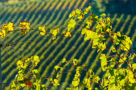 View of Tuscany vineyard in nice sunlight in Autumn