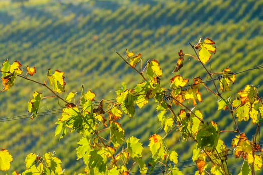 View of Tuscany vineyard in nice sunlight in Autumn