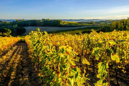 View of Tuscany vineyard in nice sunlight in Autumn