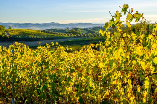 View of Tuscany vineyard in nice sunlight in Autumn