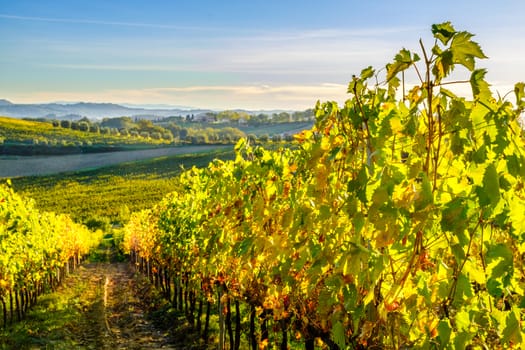 View of Tuscany vineyard in nice sunlight in Autumn