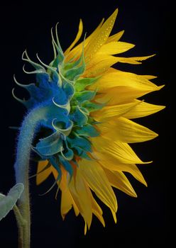 Common Sunflower Flower Head isolated on black background