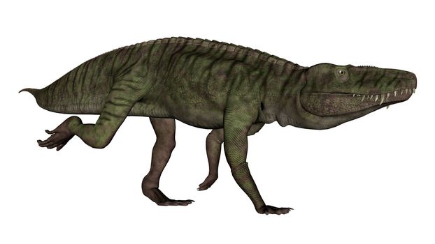 Batrachotomus dinosaur running isolated in white background - 3D render