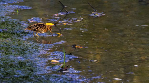 Common snipe, gallinago gallinago, looking for food in a little swamp, Geneva, Switzerland