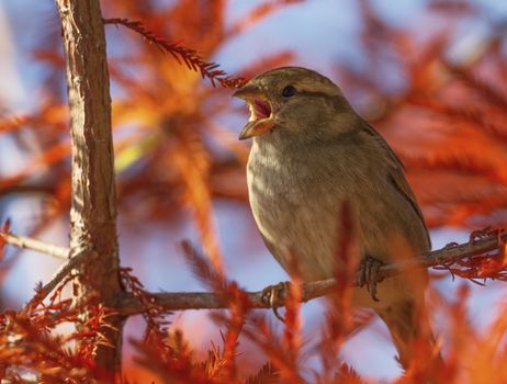 Female sparrow singing in the tree by autumn day, Montreux, Switzerland