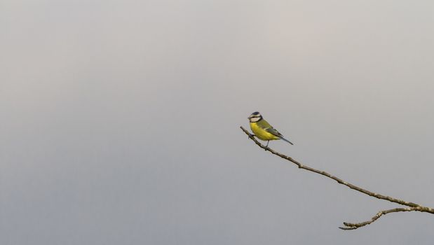 Eurasian blue tit, cyanistes caeruleus, upon old branch in Neuchatel, Switzerland