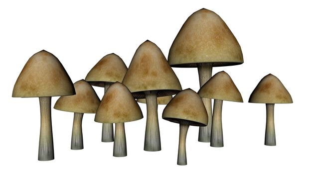 Common mushrooms isolated in white background - 3D render