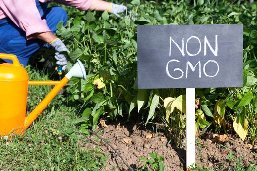 Farmer working in the non-genetically modified vegetable garden