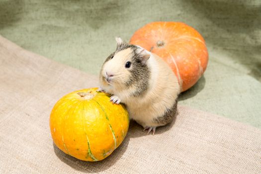Guinea pig closeup