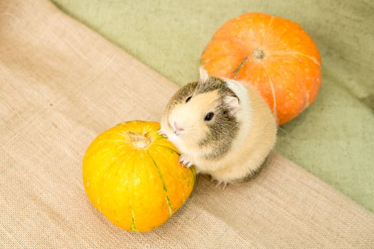 Guinea pig closeup
